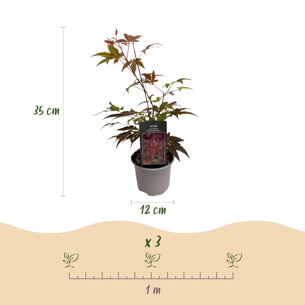 Fächerahorn 'Atropurpureum' 3er-Set (Acer palmatum) – winterharter Zierstrauch, Topf-Ø 12 cm, Höhe ca. 35 cm