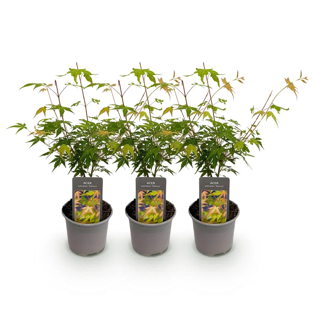 Fächerahorn 'Katsura' 3er-Set (Acer palmatum) – winterharter Zierstrauch, Topf-Ø 12 cm, Höhe ca. 35 cm