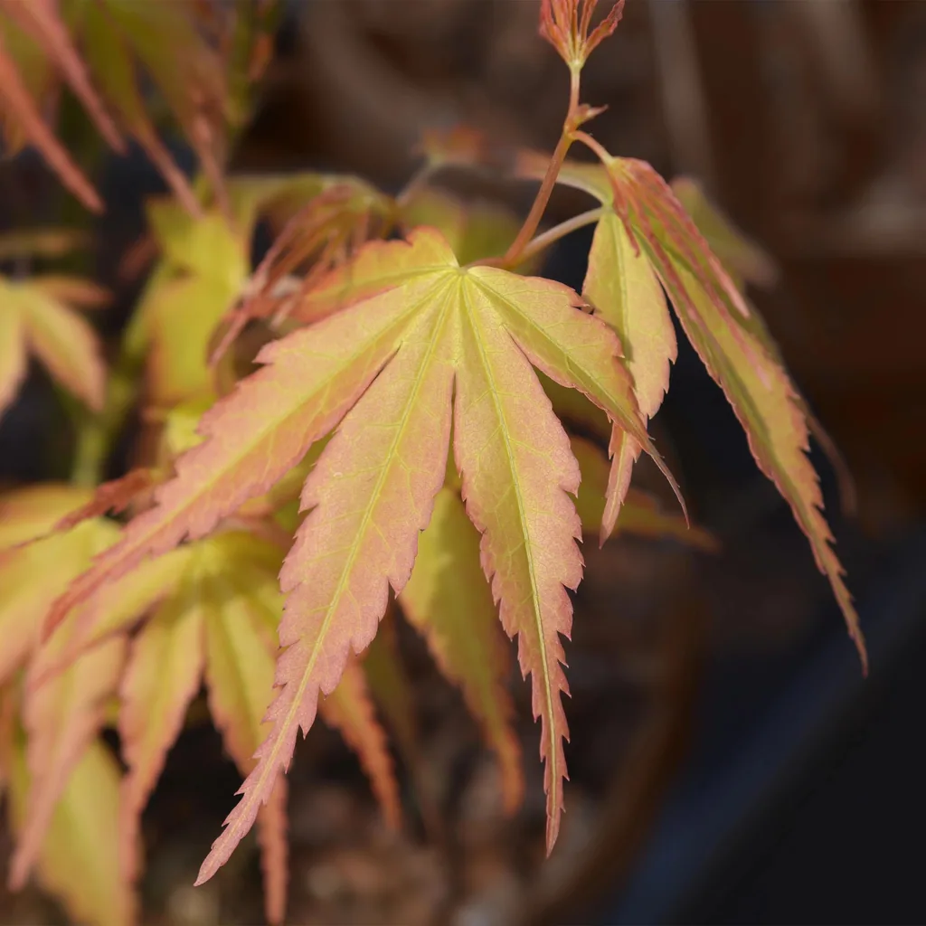 Fächerahorn 'Katsura' 3er-Set (Acer palmatum) – winterharter Zierstrauch, Topf-Ø 12 cm, Höhe ca. 35 cm