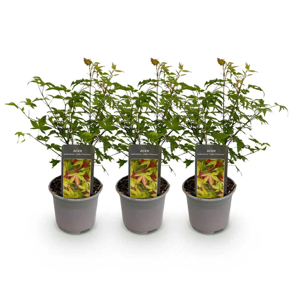 Fächerahorn 'Little Princess' 3er-Set (Acer palmatum) – winterharter Zierstrauch, Topf-Ø 12 cm, Höhe ca. 35 cm