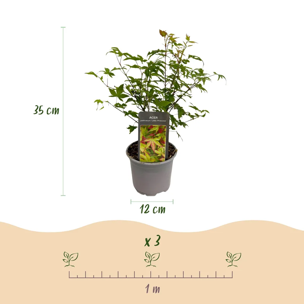 Fächerahorn 'Little Princess' 3er-Set (Acer palmatum) – winterharter Zierstrauch, Topf-Ø 12 cm, Höhe ca. 35 cm