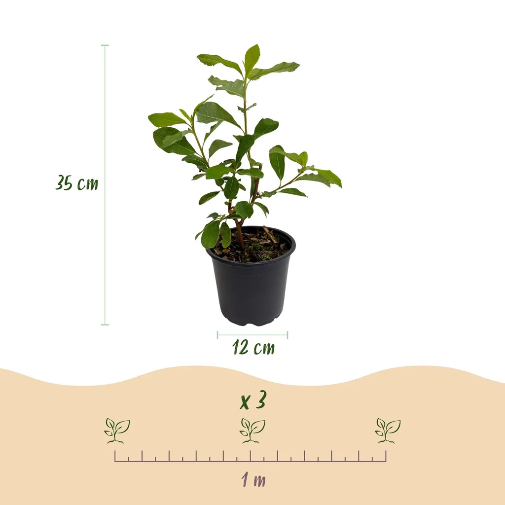 Amerikanischer Blumenhartriegel 3er-Set (Cornus florida) – winterharter Blütenstrauch, Topf-Ø 12 cm, Höhe ca. 35 cm
