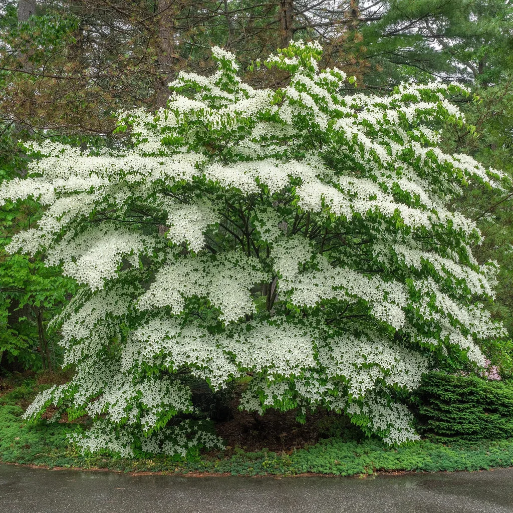Amerikanischer Blumenhartriegel 3er-Set (Cornus florida) – winterharter Blütenstrauch, Topf-Ø 12 cm, Höhe ca. 35 cm