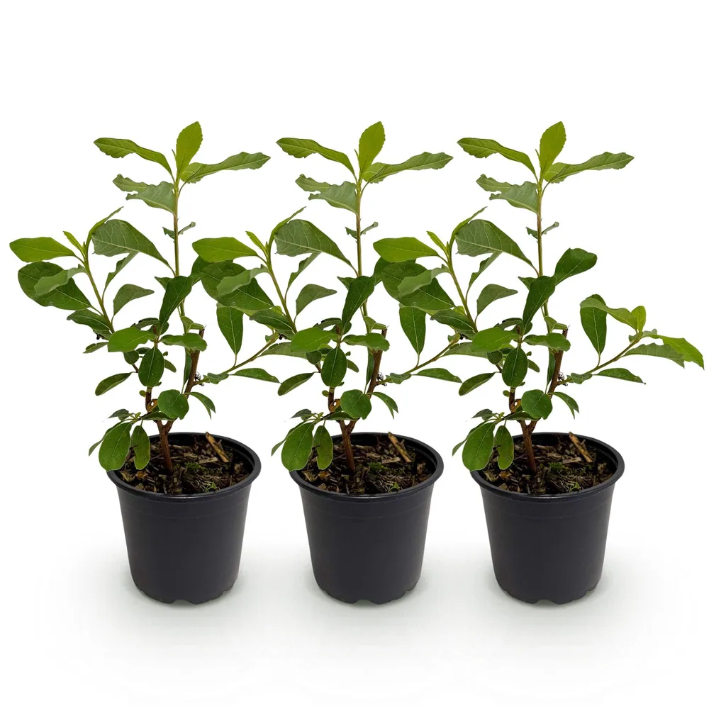 Amerikanischer Blumenhartriegel 3er-Set (Cornus florida) – winterharter Blütenstrauch, Topf-Ø 12 cm, Höhe ca. 35 cm