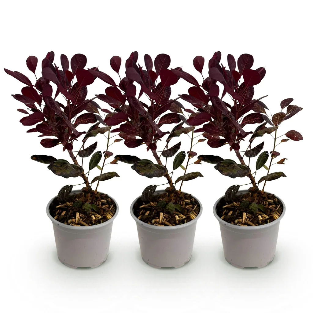 Perückenstrauch 'Lilla' 3er-Set (Cotinus coggygria) – winterharter Zierstrauch, Topf-Ø 12 cm, Höhe ca. 35 cm