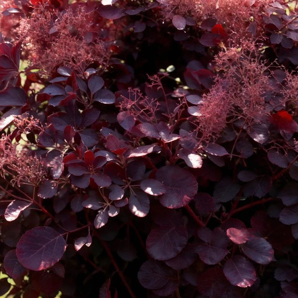 Perückenstrauch 'Lilla' 3er-Set (Cotinus coggygria) – winterharter Zierstrauch, Topf-Ø 12 cm, Höhe ca. 35 cm