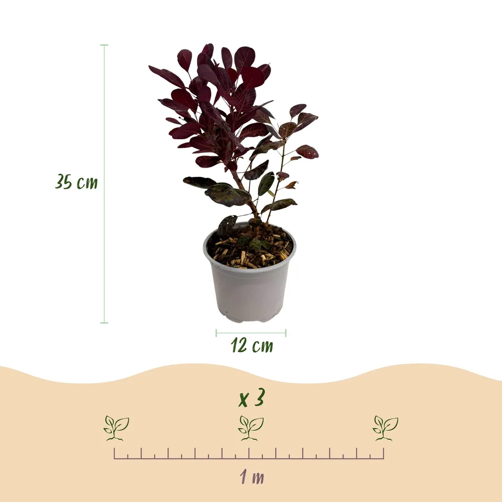 Perückenstrauch 'Lilla' 3er-Set (Cotinus coggygria) – winterharter Zierstrauch, Topf-Ø 12 cm, Höhe ca. 35 cm