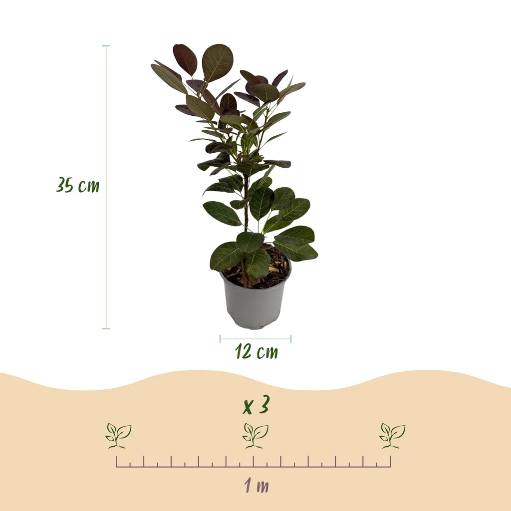 Perückenstrauch (Cotinus coggygria) – winterharter Blütenstrauch, Höhe ca. 12 cm
