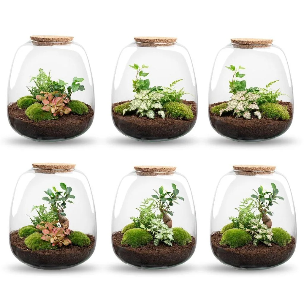 Pflanzen Terrarium - Emma - DIY kit - Höhe ca. 25 cm - Ø 23 cm - Hedera White