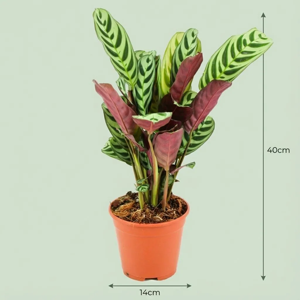 Kamm-Marante (Ctenanthe burle-marxii) – pflegeleichte Zimmerpflanze, Topf-Ø 14 cm, Höhe ca. 14 cm