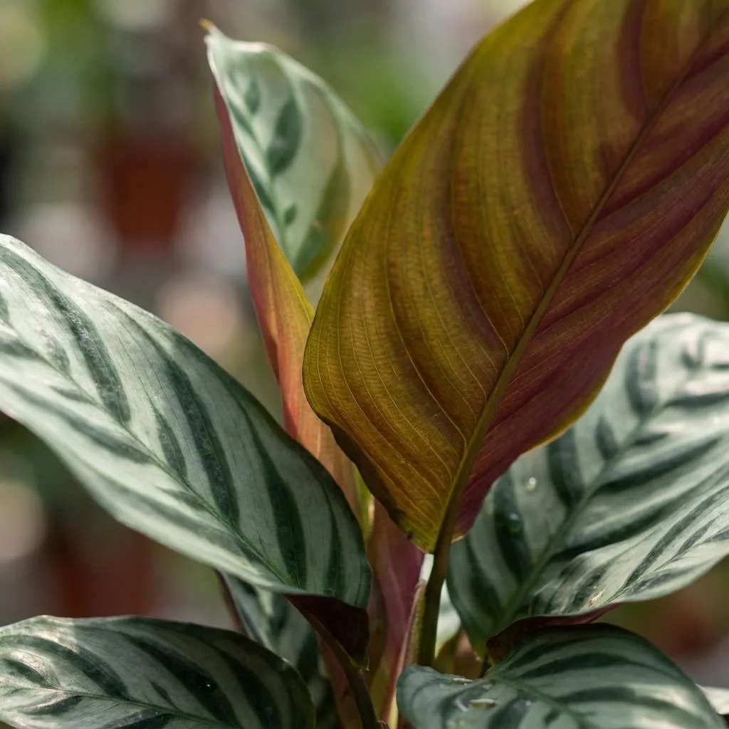 Kamm-Marante (Ctenanthe burle-marxii) – pflegeleichte Zimmerpflanze, Topf-Ø 14 cm, Höhe ca. 14 cm