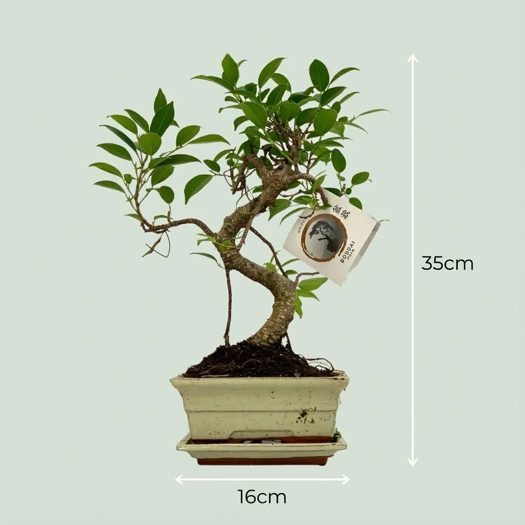 Bonsai in S-Form – Topf-Ø 15 cm, Höhe ca. 30–35 cm, in Keramikschale (Farbe sortiert)