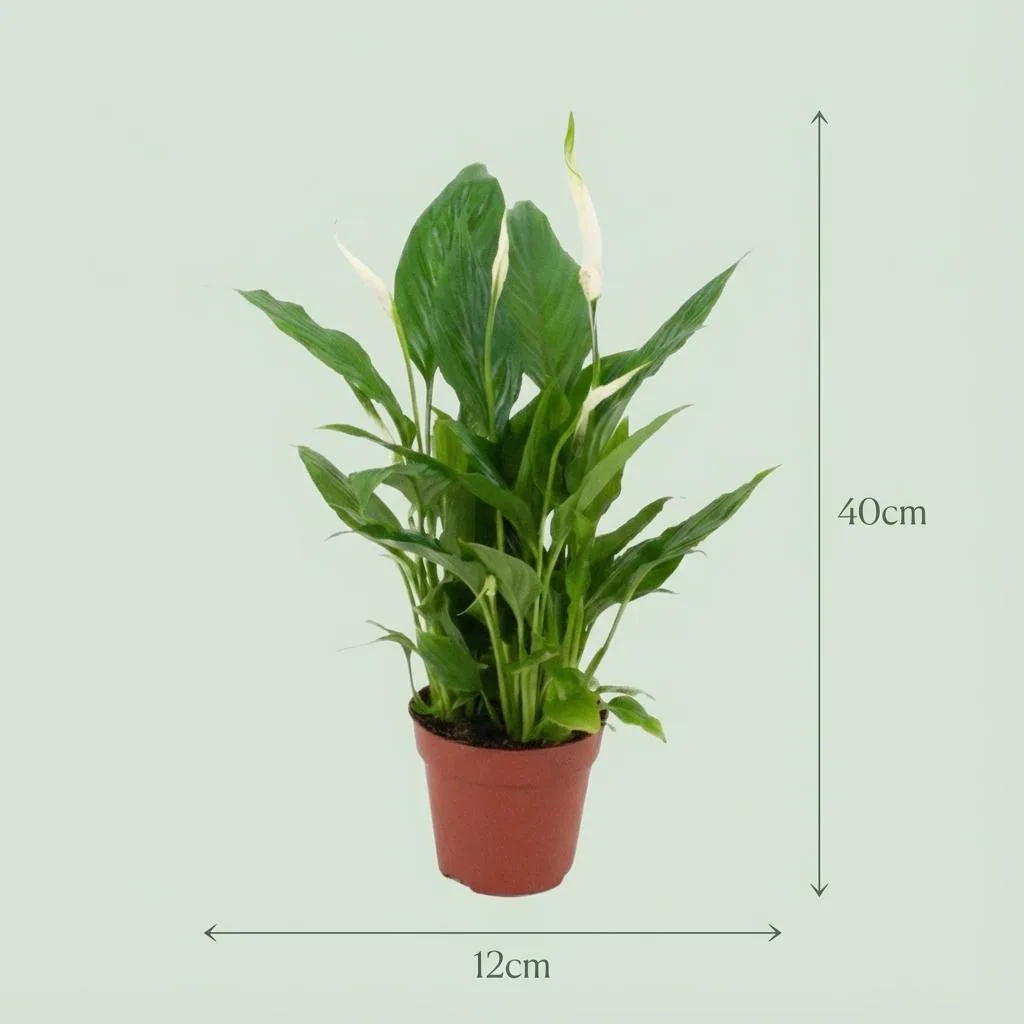 Einblatt (Spathiphyllum) – pflegeleichte Zimmerpflanze, Topf-Ø 12 cm, Höhe ca. 35–40 cm