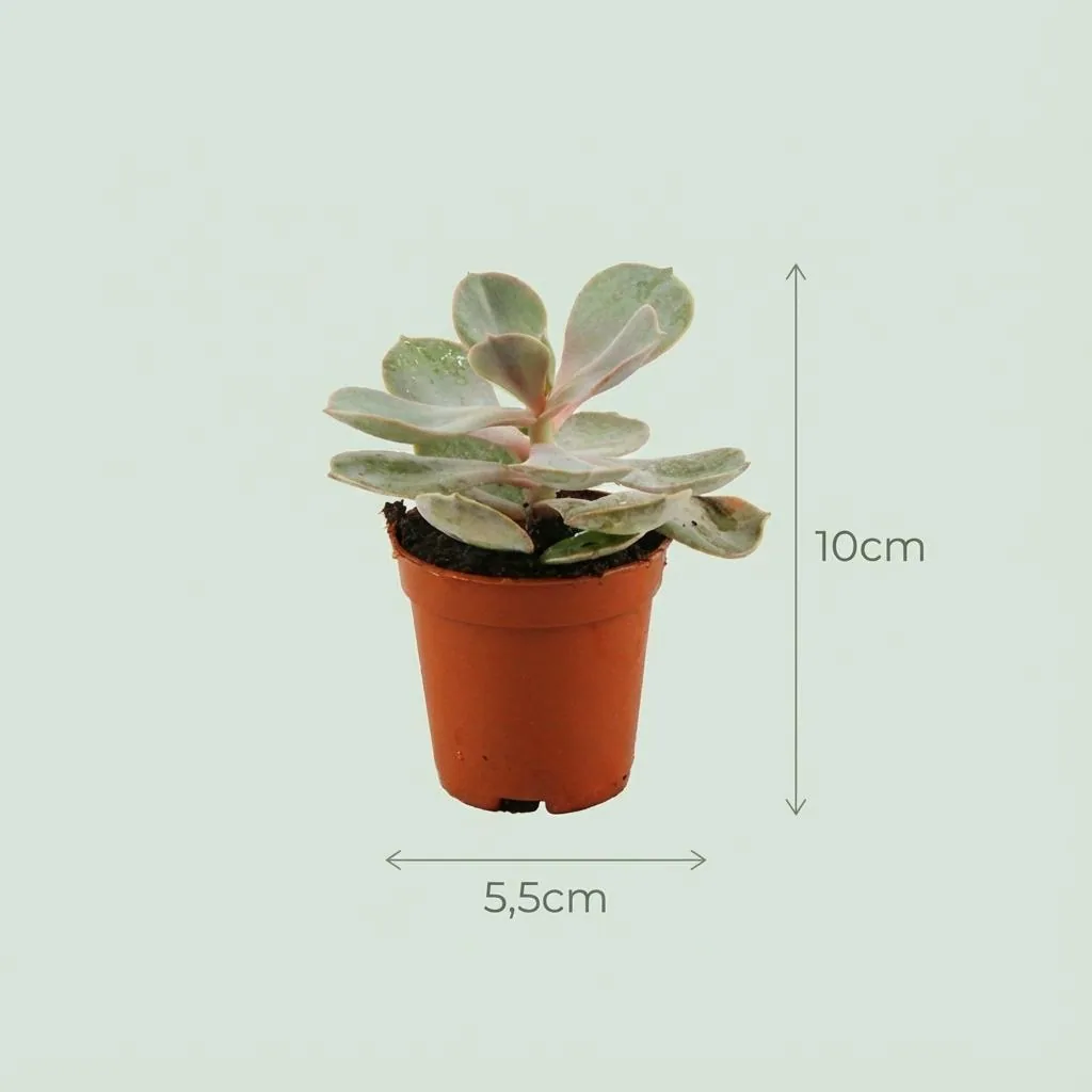 Sukkulenten-Mix 12er-Set – pflegeleichte Zimmerpflanzen, Topf-Ø 5,5 cm, Höhe ca. 5–10 cm