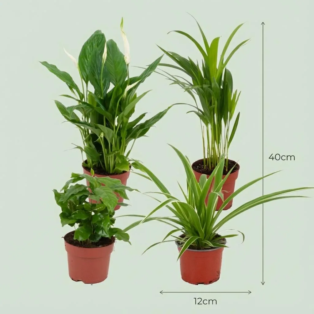 Zimmerpflanzen-Set 4er-Set – grüne Zimmerpflanzen-Mischung, Topf-Ø 12 cm, Höhe ca. 30–40 cm