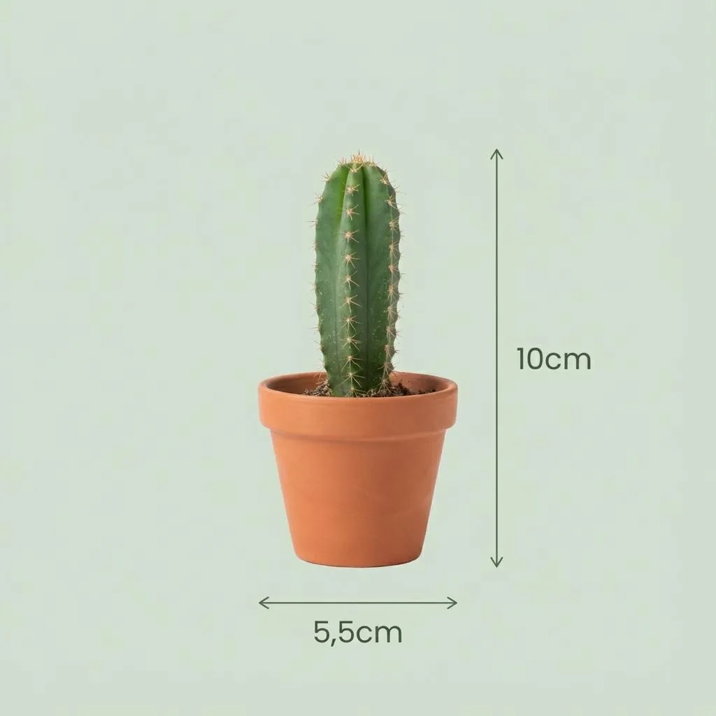 Kakteen-Mix 12er-Set – pflegeleichte Zimmerpflanzen, Topf-Ø 5,5 cm, Höhe ca. 5–10 cm