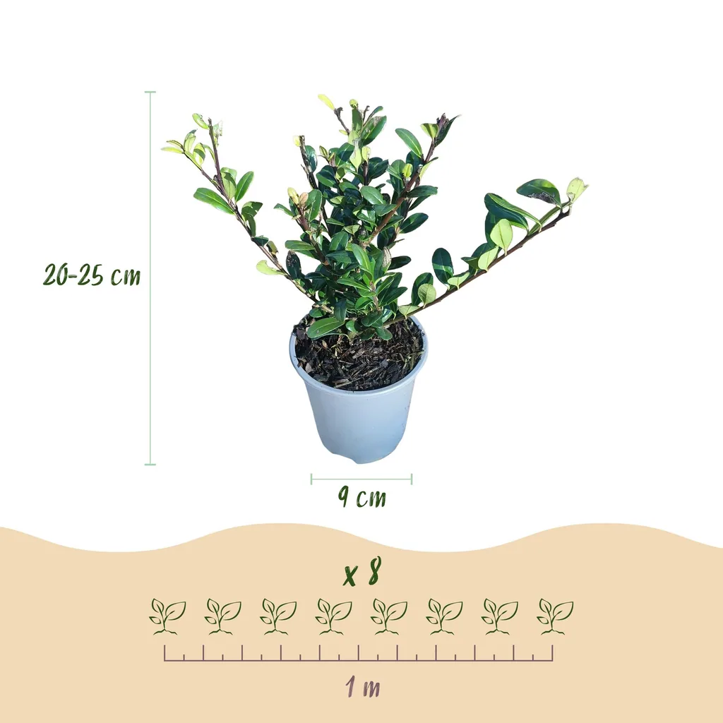 Japanische Stechpalme 'Caroline Upright' 8er-Set (Ilex crenata) – winterhartes immergrünes Gehölz, Topf-Ø 9 cm, Höhe ca. 25–30 cm