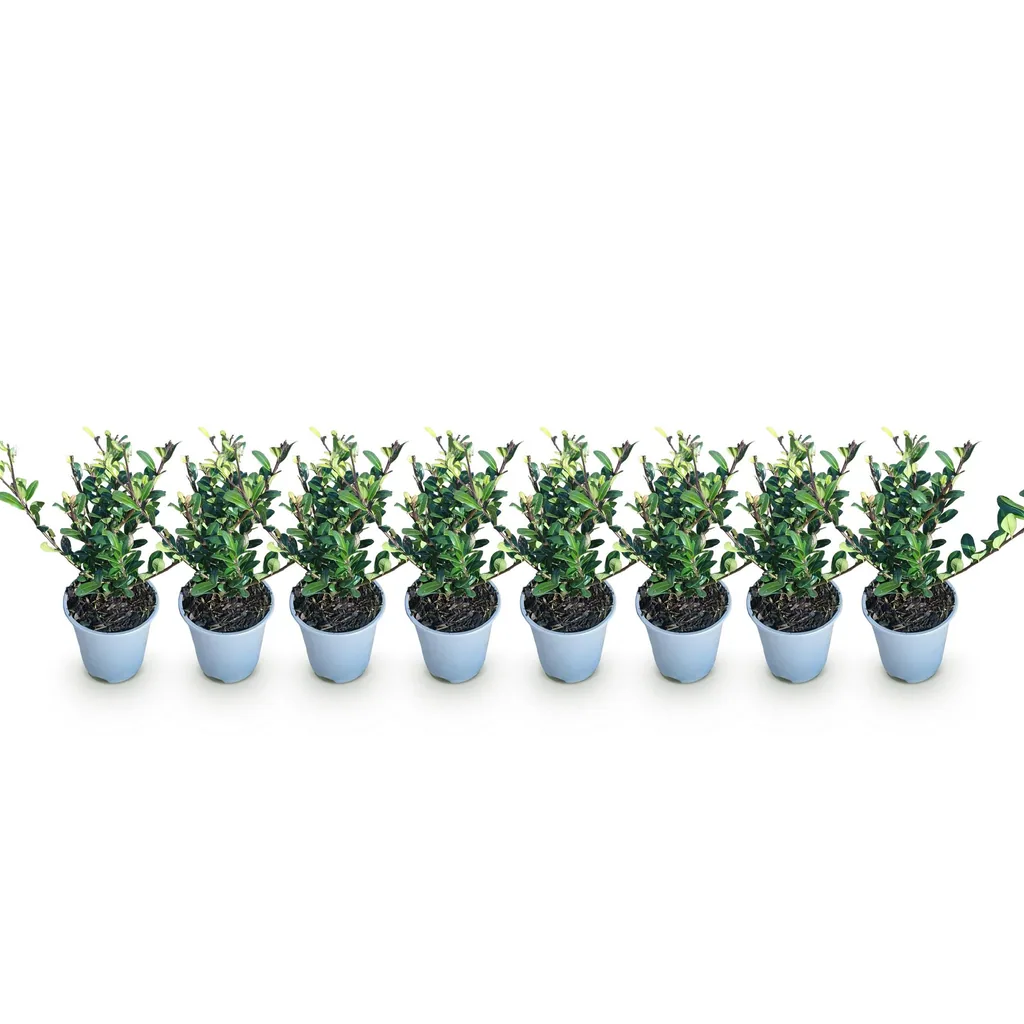 Japanische Stechpalme 'Caroline Upright' 8er-Set (Ilex crenata) – winterhartes immergrünes Gehölz, Topf-Ø 9 cm, Höhe ca. 25–30 cm