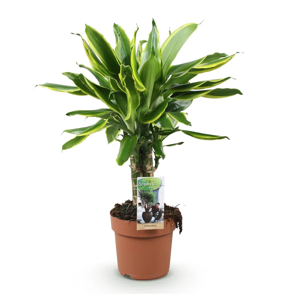 Drachenbaum 'Golden Coast' (Dracaena fragrans) – pflegeleichte Zimmerpflanze, Topf-Ø 17 cm, Höhe ca. 50–55 cm