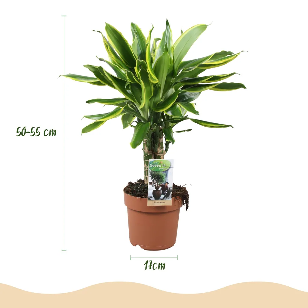 Drachenbaum 'Golden Coast' (Dracaena fragrans) – pflegeleichte Zimmerpflanze, Topf-Ø 17 cm, Höhe ca. 50–55 cm