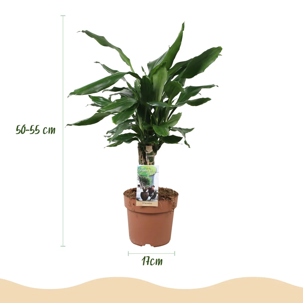 Drachenbaum 'Steudneri' (Dracaena fragrans) – pflegeleichte Zimmerpflanze, Topf-Ø 17 cm, Höhe ca. 50–55 cm