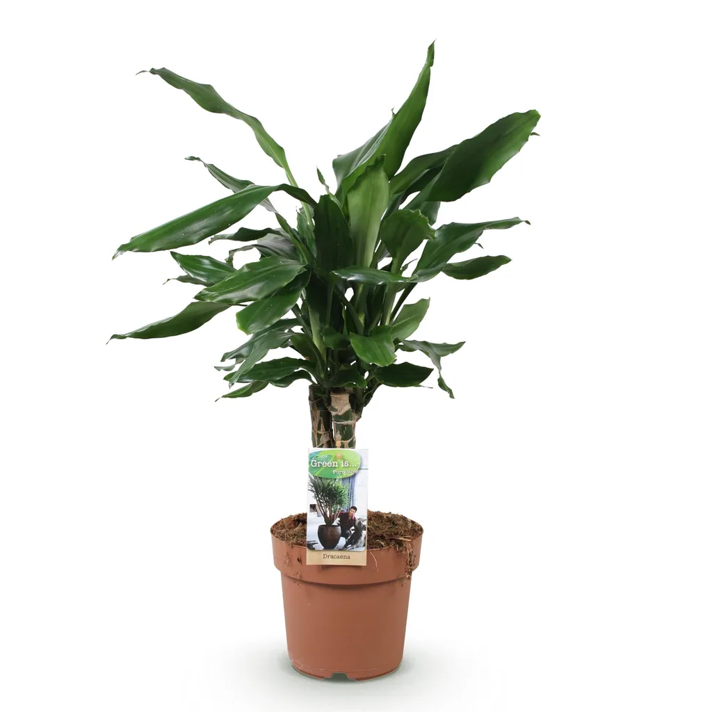 Drachenbaum 'Steudneri' (Dracaena fragrans) – pflegeleichte Zimmerpflanze, Topf-Ø 17 cm, Höhe ca. 50–55 cm