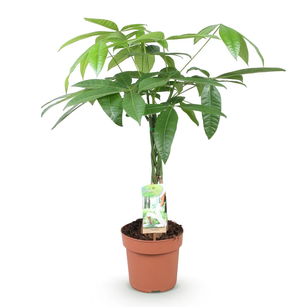 Glückskastanie (Pachira aquatica) – pflegeleichte Zimmerpflanze, mit geflochtenem Stamm, Topf-Ø 17 cm, Höhe ca. 60–70 cm