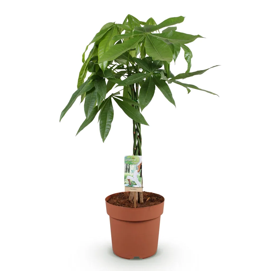 Glückskastanie (Pachira aquatica) – pflegeleichte Zimmerpflanze, mit geflochtenem Stamm, Topf-Ø 21 cm, Höhe ca. 80–90 cm