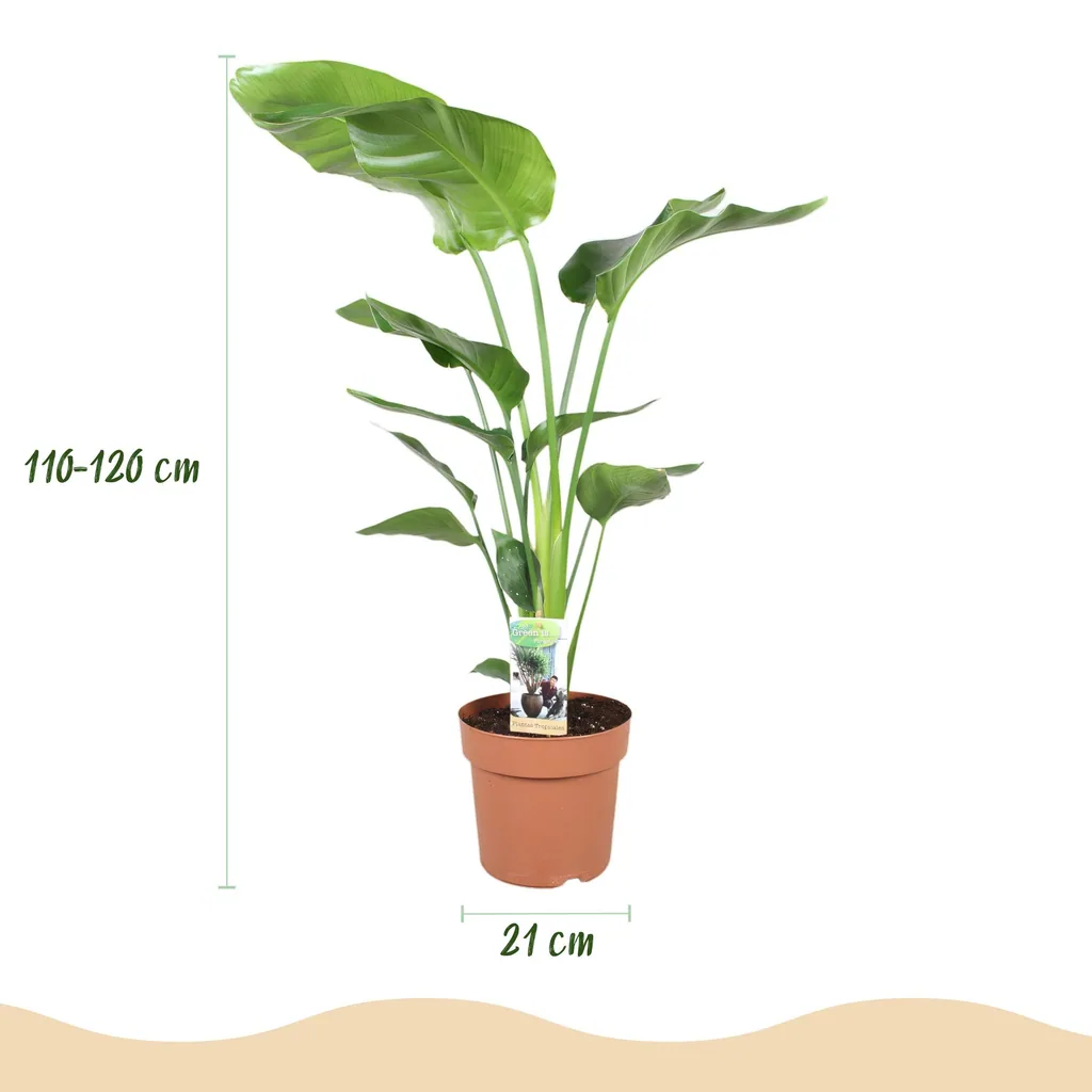 Baumstrelitzie (Strelitzia nicolai) – pflegeleichte Zimmerpflanze, Topf-Ø 21 cm, Höhe ca. 110–120 cm