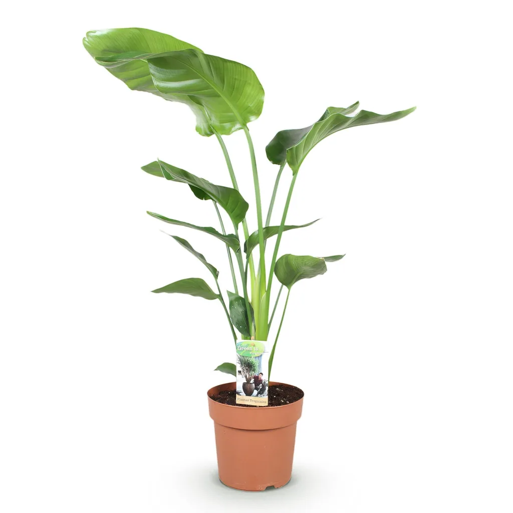 Baumstrelitzie (Strelitzia nicolai) – pflegeleichte Zimmerpflanze, Topf-Ø 21 cm, Höhe ca. 110–120 cm