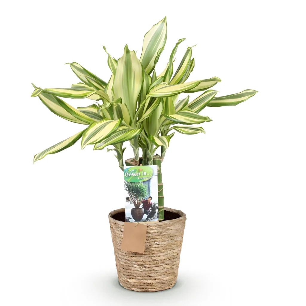 Drachenbaum 'Diamond Dream' (Dracaena fragrans) – pflegeleichte Zimmerpflanze, im Dekokorb, Topf-Ø 17 cm, Höhe ca. 50–55 cm