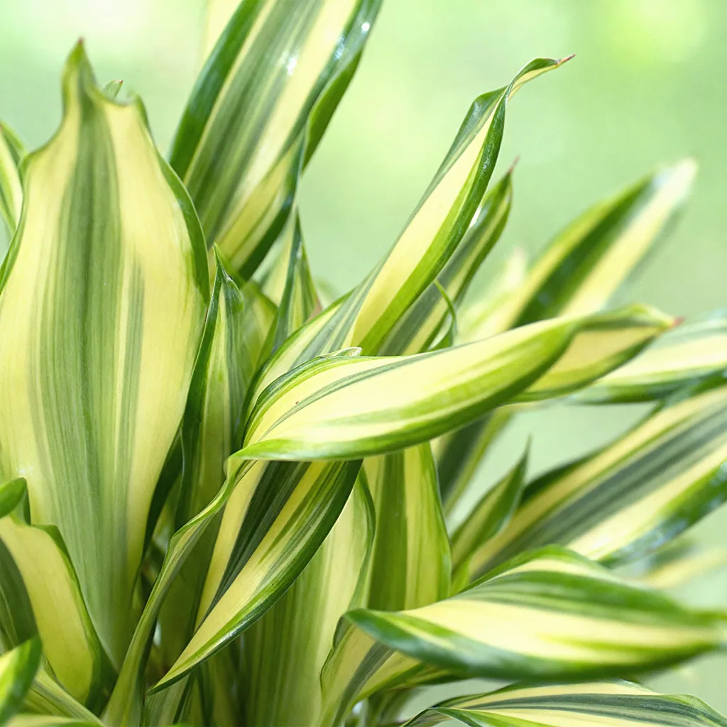 Drachenbaum 'Diamond Dream' (Dracaena fragrans) – pflegeleichte Zimmerpflanze, im Dekokorb, Topf-Ø 17 cm, Höhe ca. 50–55 cm