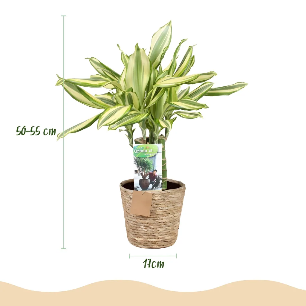 Drachenbaum 'Diamond Dream' (Dracaena fragrans) – pflegeleichte Zimmerpflanze, im Dekokorb, Topf-Ø 17 cm, Höhe ca. 50–55 cm