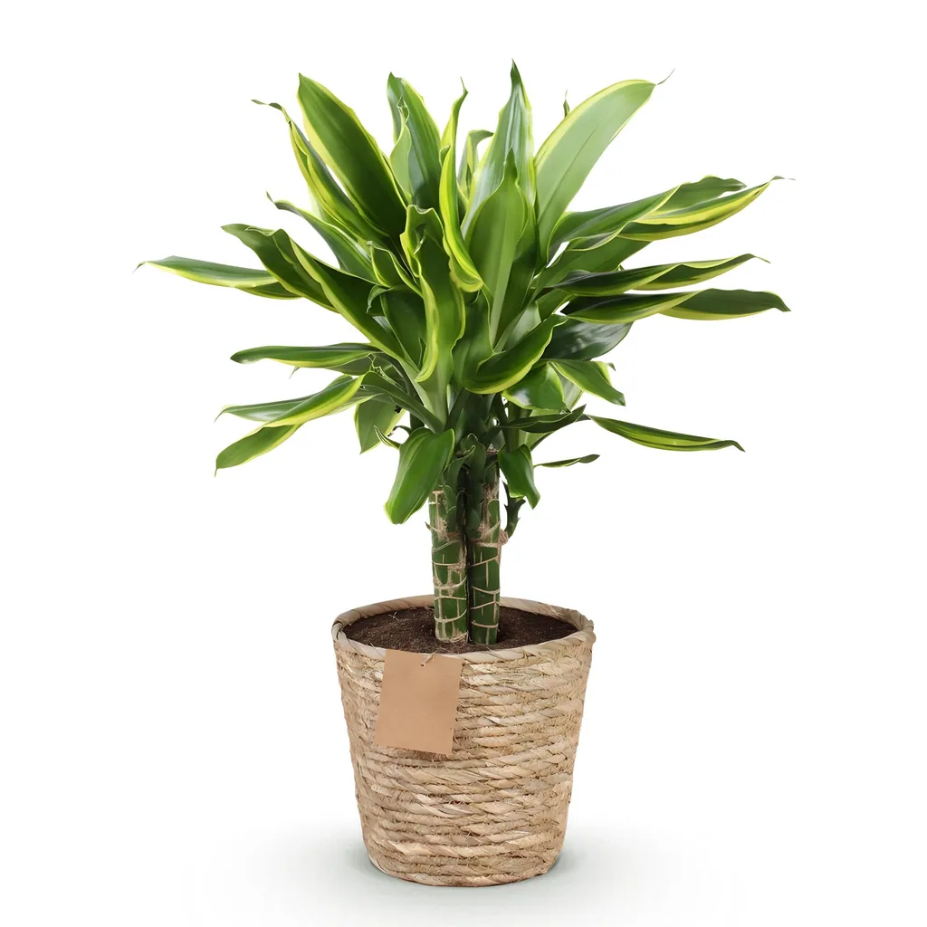 Drachenbaum 'Golden Coast' (Dracaena fragrans) – pflegeleichte Zimmerpflanze, im Dekokorb, Topf-Ø 17 cm, Höhe ca. 50–55 cm