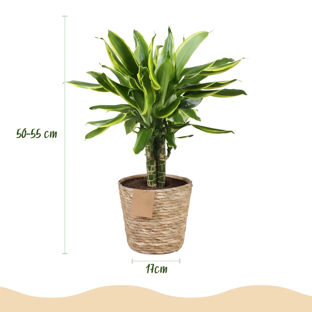 Drachenbaum 'Golden Coast' (Dracaena fragrans) – pflegeleichte Zimmerpflanze, im Dekokorb, Topf-Ø 17 cm, Höhe ca. 50–55 cm
