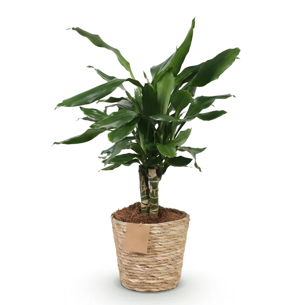 Drachenbaum 'Steudneri' (Dracaena fragrans) – pflegeleichte Zimmerpflanze, im Dekokorb, Topf-Ø 17 cm, Höhe ca. 50–55 cm