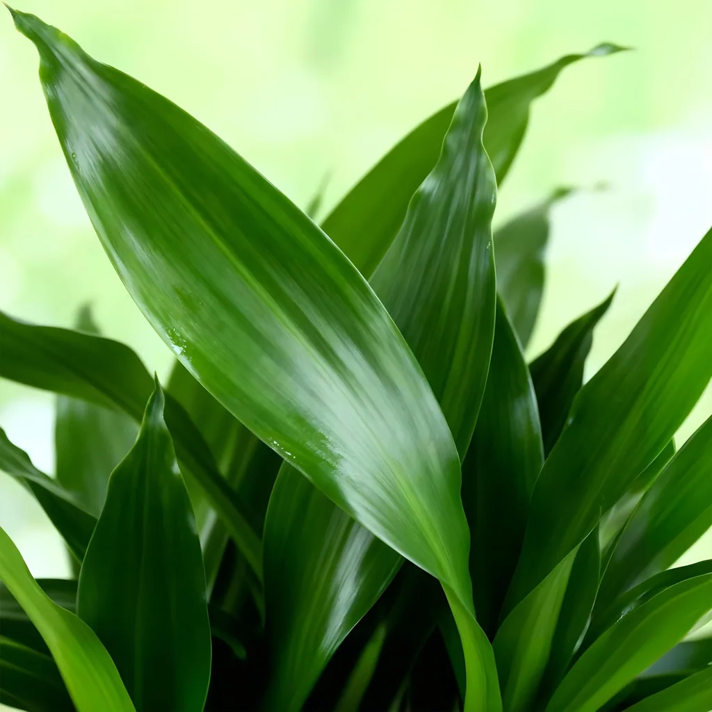 Drachenbaum 'Steudneri' (Dracaena fragrans) – pflegeleichte Zimmerpflanze, im Dekokorb, Topf-Ø 17 cm, Höhe ca. 50–55 cm