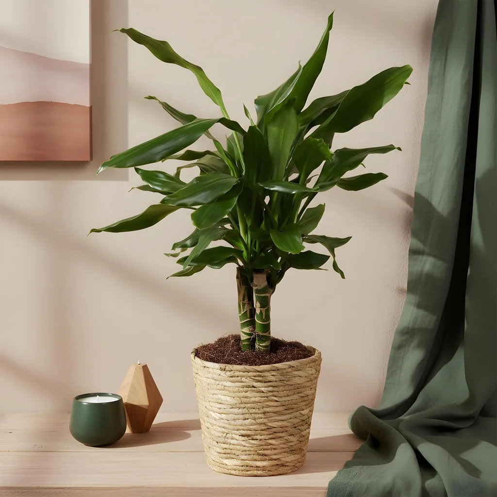 Drachenbaum 'Steudneri' (Dracaena fragrans) – pflegeleichte Zimmerpflanze, im Dekokorb, Topf-Ø 17 cm, Höhe ca. 50–55 cm