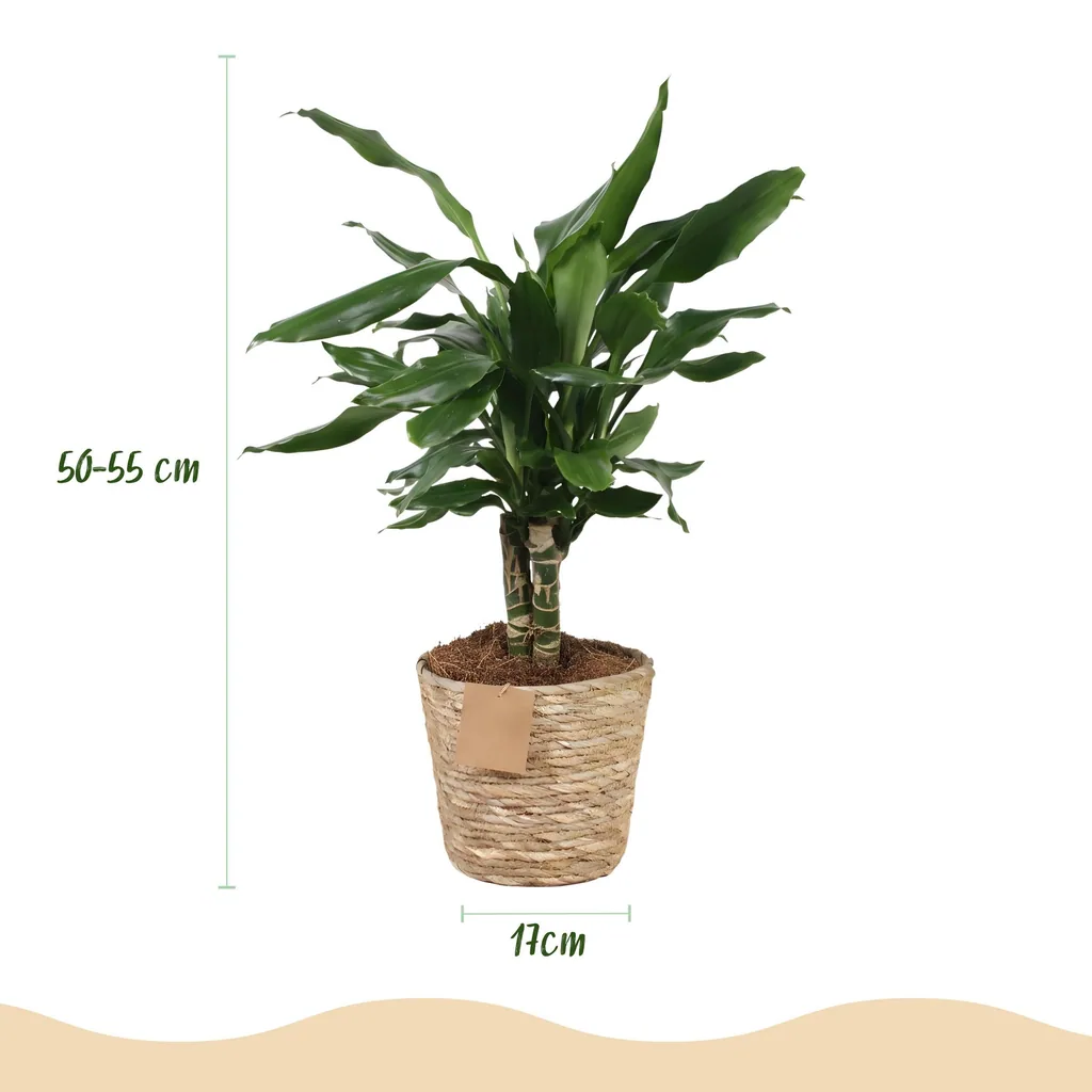 Drachenbaum 'Steudneri' (Dracaena fragrans) – pflegeleichte Zimmerpflanze, im Dekokorb, Topf-Ø 17 cm, Höhe ca. 50–55 cm