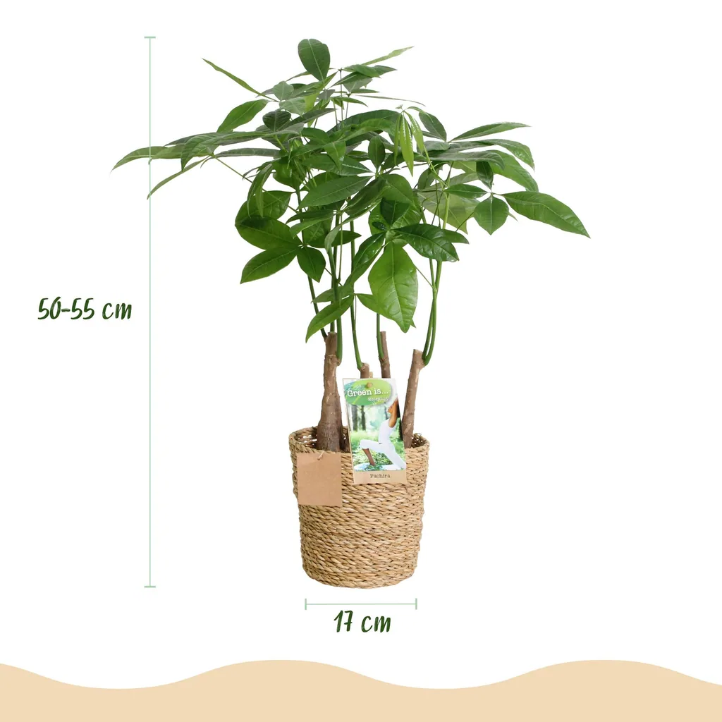 Glückskastanie 'Mehrstamm' (Pachira aquatica) – pflegeleichte Zimmerpflanze, im Dekokorb, Topf-Ø 17 cm, Höhe ca. 50–55 cm