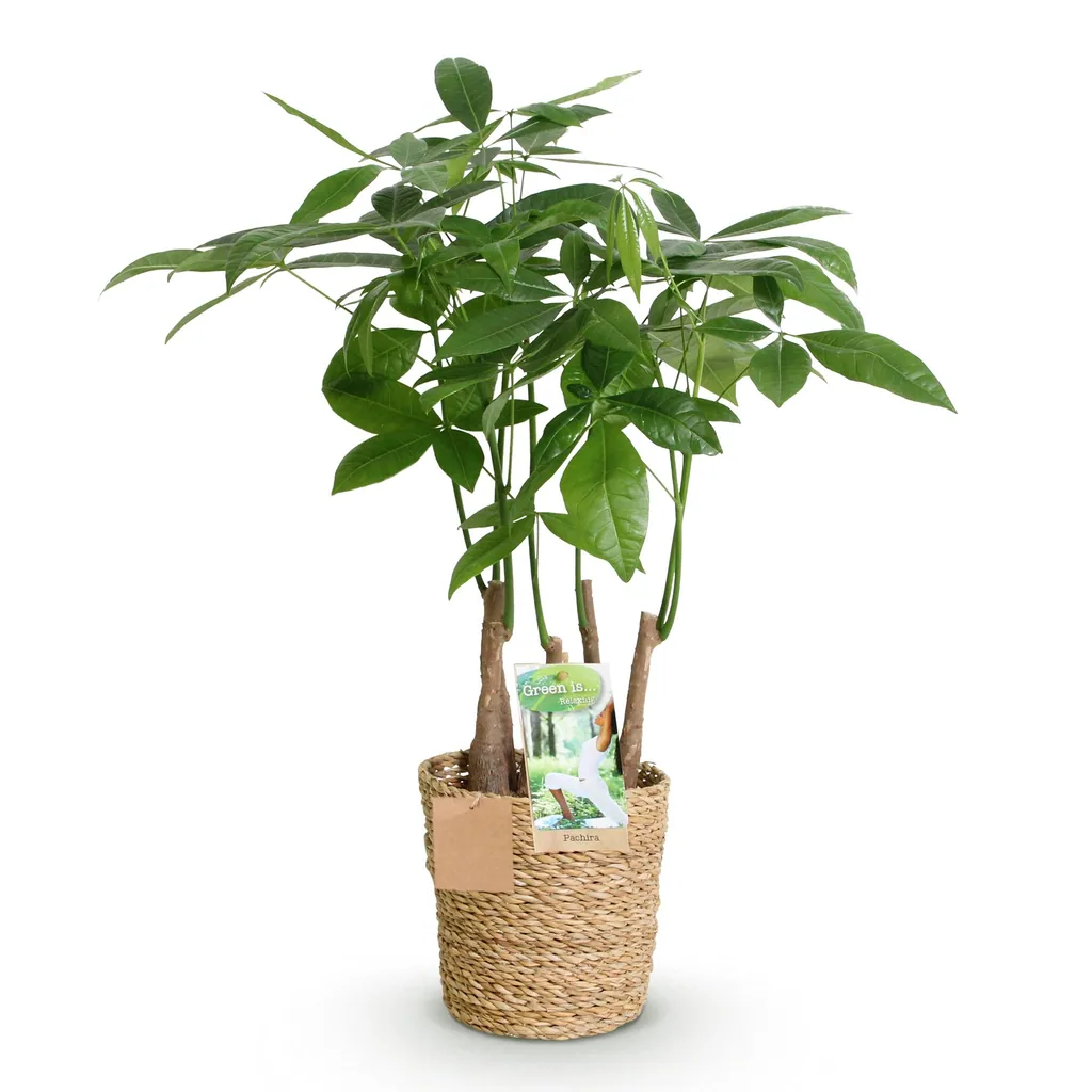 Glückskastanie 'Mehrstamm' (Pachira aquatica) – pflegeleichte Zimmerpflanze, im Dekokorb, Topf-Ø 17 cm, Höhe ca. 50–55 cm