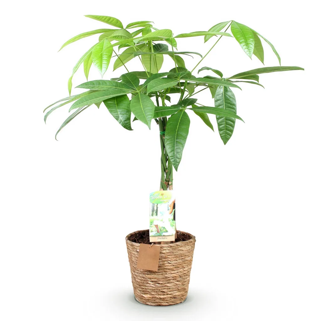 Glückskastanie (Pachira aquatica) – pflegeleichte Zimmerpflanze, im Dekokorb, Topf-Ø 17 cm, Höhe ca. 60–70 cm