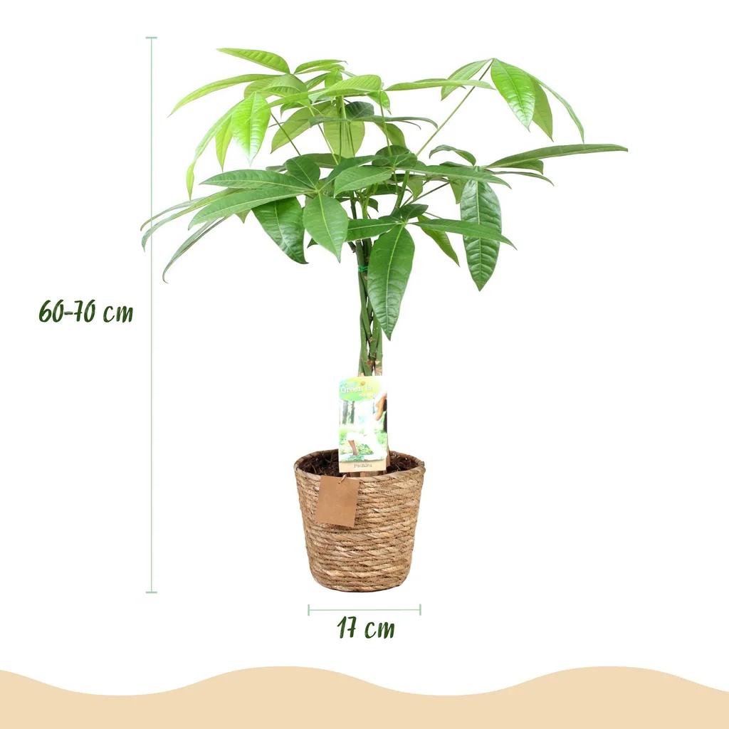 Glückskastanie (Pachira aquatica) – pflegeleichte Zimmerpflanze, im Dekokorb, Topf-Ø 17 cm, Höhe ca. 60–70 cm