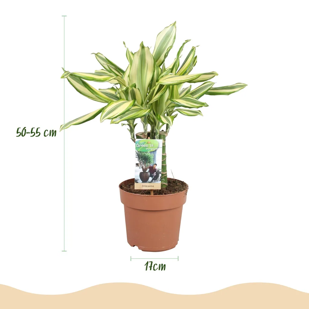 Drachenbaum 'Diamond Dream' 2er-Set (Dracaena fragrans) – pflegeleichte Zimmerpflanze, Topf-Ø 17 cm, Höhe ca. 50–55 cm