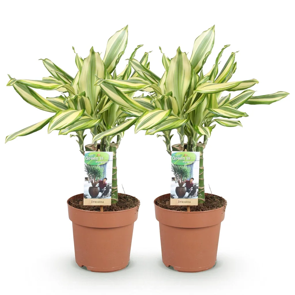 Drachenbaum 'Diamond Dream' 2er-Set (Dracaena fragrans) – pflegeleichte Zimmerpflanze, Topf-Ø 17 cm, Höhe ca. 50–55 cm