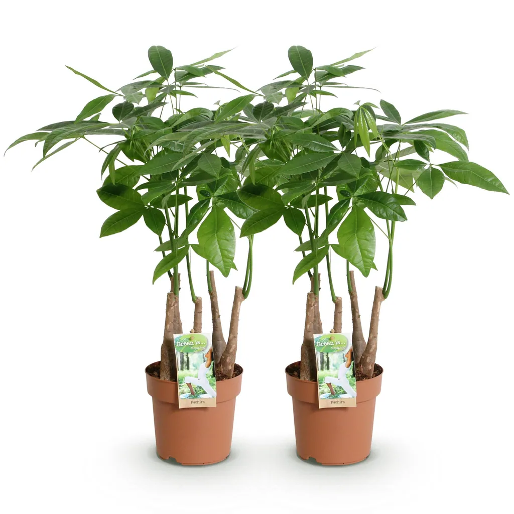 Glückskastanie 'Mehrstamm' 2er-Set (Pachira aquatica) – pflegeleichte Zimmerpflanze, Topf-Ø 17 cm, Höhe ca. 50–55 cm