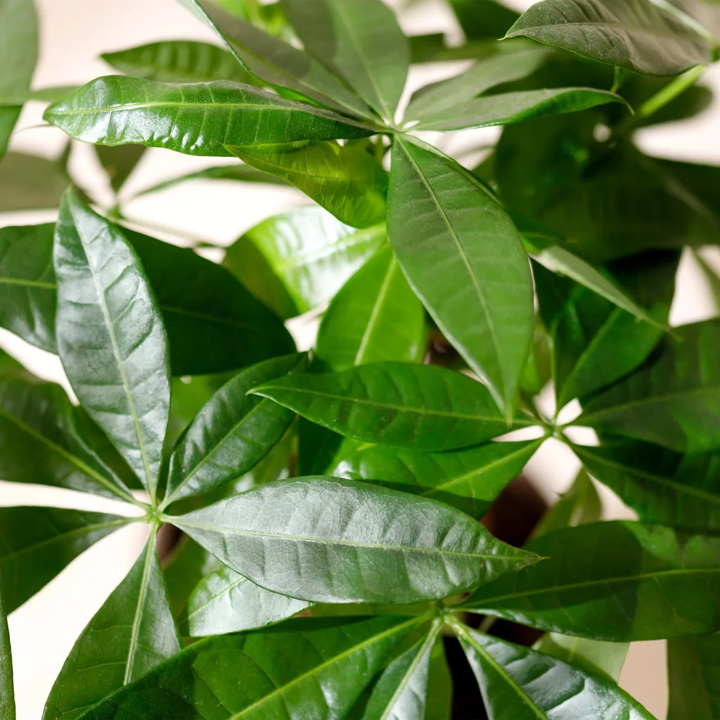 Glückskastanie 'Mehrstamm' 2er-Set (Pachira aquatica) – pflegeleichte Zimmerpflanze, Topf-Ø 17 cm, Höhe ca. 50–55 cm