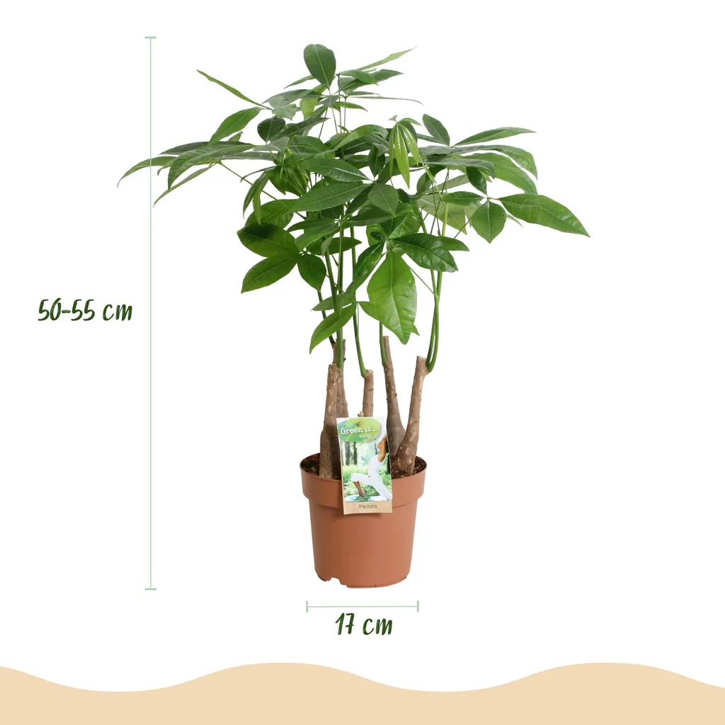 Glückskastanie 'Mehrstamm' 2er-Set (Pachira aquatica) – pflegeleichte Zimmerpflanze, Topf-Ø 17 cm, Höhe ca. 50–55 cm