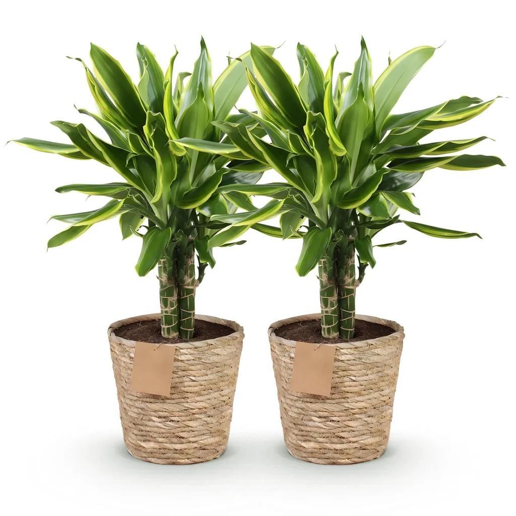 Drachenbaum 'Golden Coast' 2er-Set (Dracaena fragrans) – pflegeleichte Zimmerpflanze, im Dekokorb, Topf-Ø 17 cm, Höhe ca. 50–55 cm