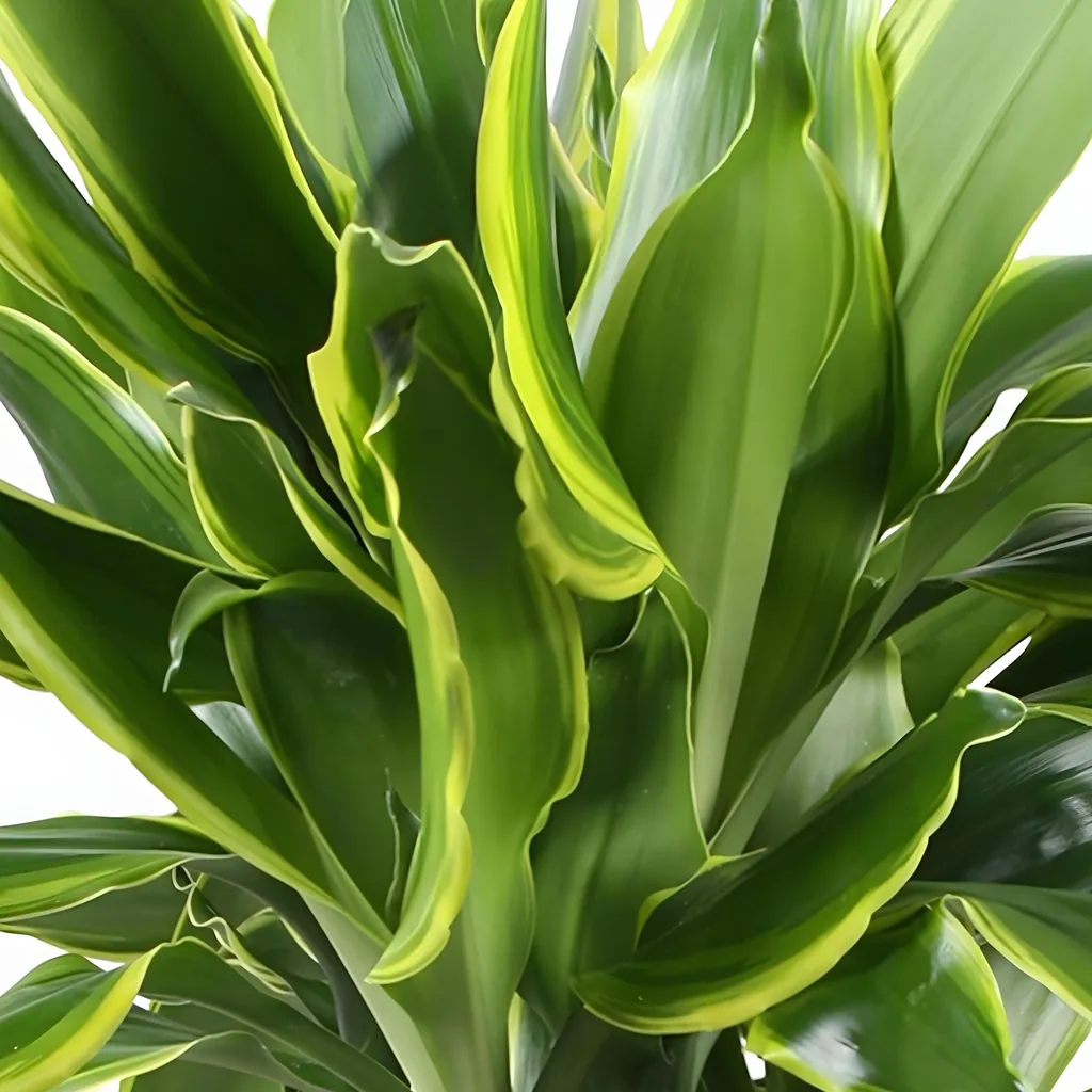 Drachenbaum 'Golden Coast' 2er-Set (Dracaena fragrans) – pflegeleichte Zimmerpflanze, im Dekokorb, Topf-Ø 17 cm, Höhe ca. 50–55 cm
